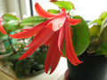 Using Misting Fans to Keep Your Houseplants Healthy This Winter