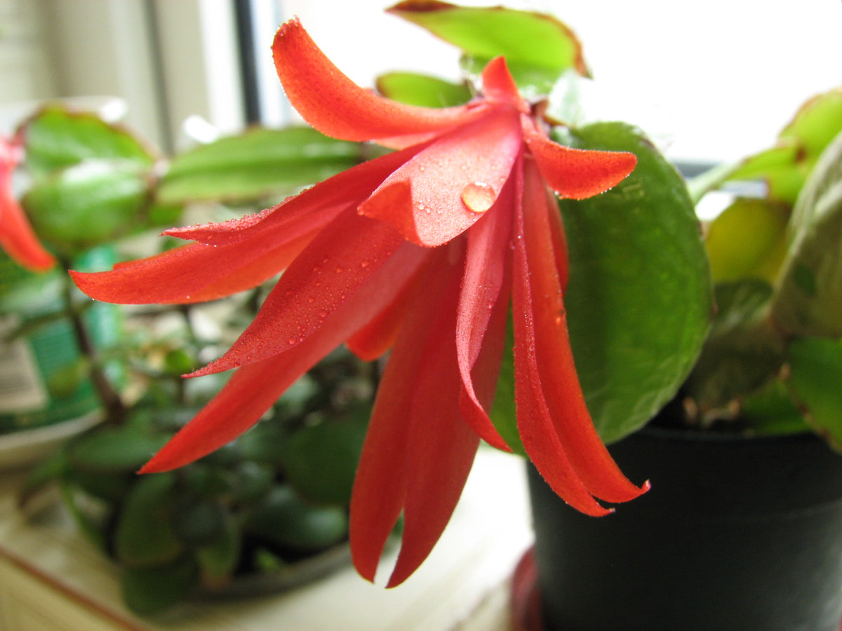Using Misting Fans to Keep Your Houseplants Healthy This Winter