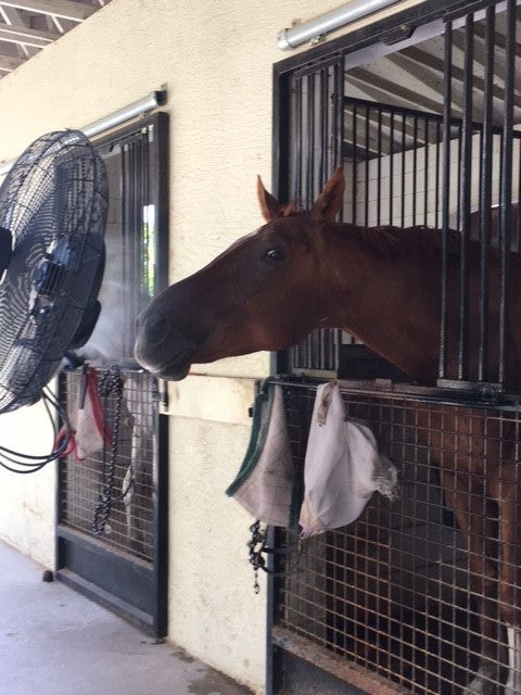 Spring's Coming: 7 Reasons You'll Need Misting Fans