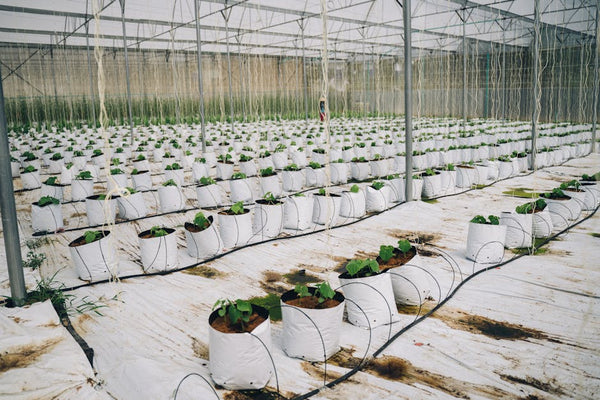 From Seedlings to Success: The Benefits of Greenhouse Misting Systems