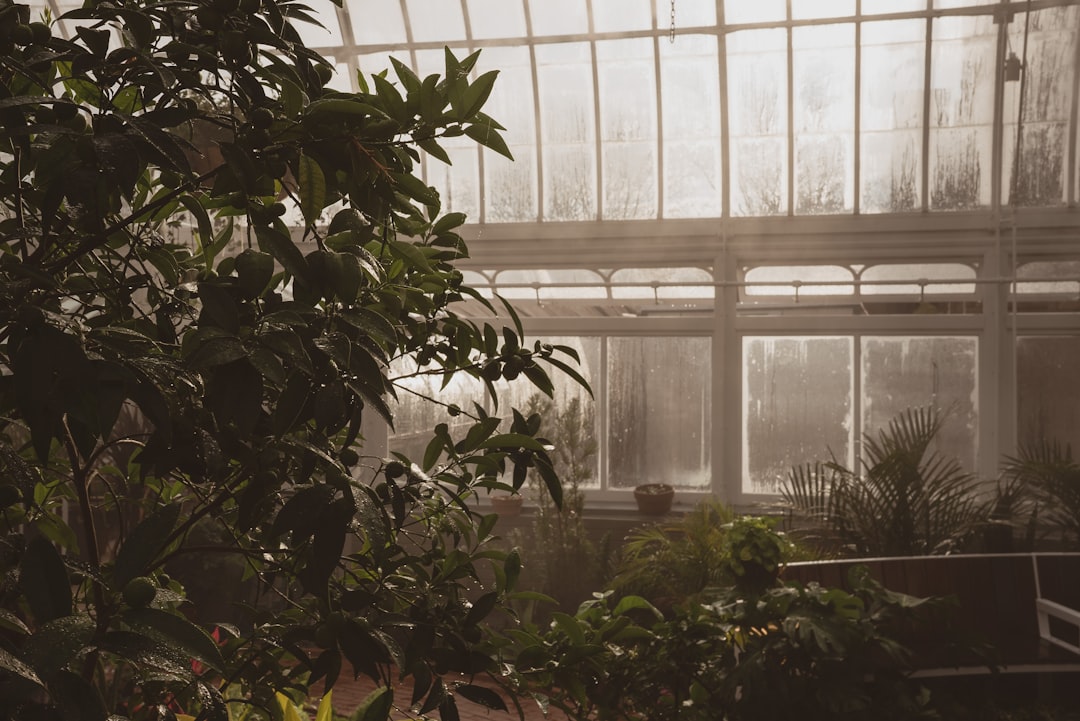 Greenhouse Mister Guide: Mistakes to Avoid When Cooling Your Greenhouse